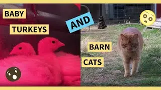Baby Turkeys vs Barn Cats...I'm Nervous!