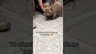 Igualito a mi🥹👌🏻😂 #americanbully #microbully #nanobully #humor #doglove #bulldog #pets #puppy