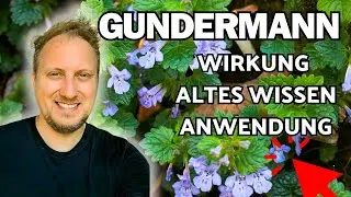 Gundermann Wirkung, Wissen & Anwendung 🌞 (Glechoma hederacea)