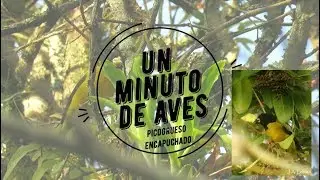 Un Minuto de Aves # 33 Picogrueso Encapuchado