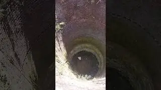 the most beautiful fish in the well