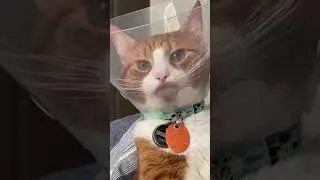 Cat not happy with safety cone 😂