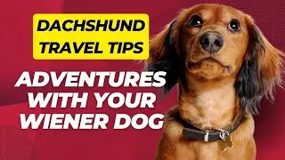 Dachshund Travel Tips: Adventures with Your Wiener Dog