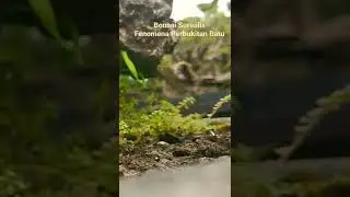 BONSAI SUREALIS PANORAMA | FENOMENA PERBUKITAN BATU | #shorts