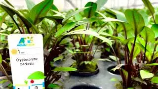 Cryptocoryne beckettii at AquaFleur International