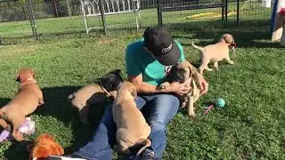 Two fawn maLe Bullmastiff puppies LonelyCreek