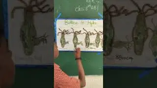 Budding process in hydra