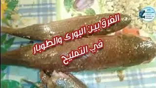 الفرق بين البورى والطوبار فى التمليح واسعارهم فى شم النسيم