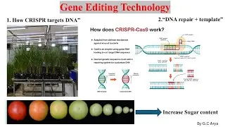 CRISPR-Cas9 in Rice: Boosting Crop Yield | UPSC GS3 Science | Scholar Plus| Like and Subscribe