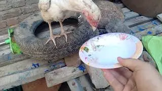 Aaj G White Aseel Madi bhi King Lakha ka Sath laga di