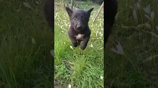 say hi to Khersi😍🤭 #puppy #dog #dogshorts #doglove #blackdog #sweet #cute