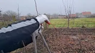 Ervinija kod dunje, rezidba dunje