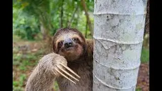 Top 10 Unique Abilities of Brown Throated Three Toed Sloth