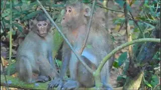 Update Poorest monkey Mom and baby Jovie&Jovan look so sad to live in Carbzilla group
