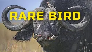 Oxpecker is a rare bird | Buffalo starlings | Interesting facts about oxpeckers