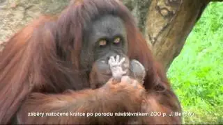 Samice orangutana Satu má mládě!