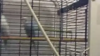 F&aring;geldusch (minnesvideo till f&aring;glarna)