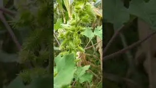 Rough Cocklebur #short ll Nature By Anni (Use Earphone)