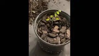 Repotting my Starfruit Seedlings with Compost from the FC-385 Indoor Electric Composter
