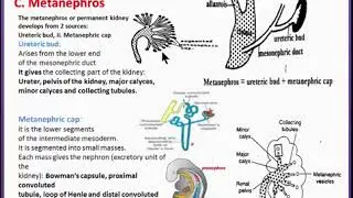 Urogenital System 4 Development of the kidney Metanephros