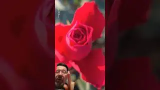 Посмотрите на эти цветы от beautifulflowers.1533#shortvideos загляните на канал