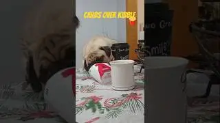 &ldquo;Carbs Before Kibble&rdquo;