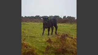 An Absolutely Remarkable Thing