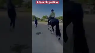 This horse is only 4 Years old  #horse
