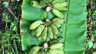 Feeding banana circle with organic waste products bamboo, palm frond, biochar