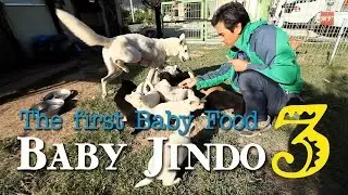 진도개(진돗개) 강아지 길들이기1 - Jindo dog: The first step for training