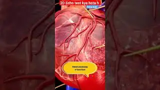 What is 2D Echo l Echo test l हार्ट का अल्टासाउंड #echo #shorts