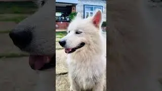 Doggo Delight: 60 Seconds of Pure Canine Comedy! #shorts #explore #ytshorts #trendingshorts
