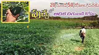 రైతు పుచ్చ పంట పై అదిక దిగుబడి కోసం ఇలా చేయాల్సిందె For High Yield In Watermelon ||AGRI GURU||