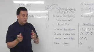 Biologia  - Professor Fortunato - Polialelia