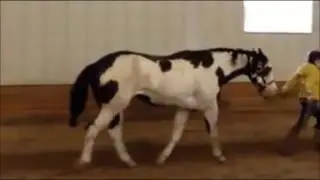 FES on a hindlimb lameness