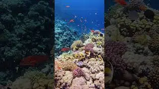 Coral reef 🪸 Red Sea 🌊 Egypt 🇪🇬 #coralreef #underwater #fish #ocean #aquarium #nature #egypt