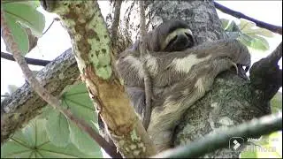 the great sloth has excellent camouflage