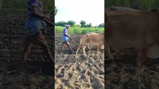 bull ploughing the field with bull | ploughing with bulls | bulls ploughing video | bullock media