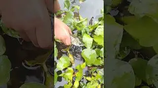 #small grass carf fish