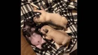 Playtime With Baby Pugs — Adorable Puppy Fun.