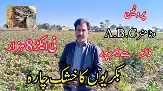 Sweet potato Cheapest dry fodder for goats||DHOOL GOAT FARM