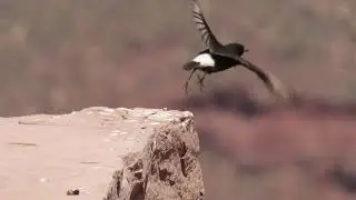 Black Wheatear, Oukaimeden, Atlas Mountains, Morocco, 15/5/22