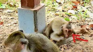 OMG!,  Spoil monkey Timo sad crying loudly to request milk, Tima angry hit Timo 2 hands cry siezure.