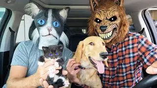 Wolf SURPRISES Cat & Kitten With Car Ride Chase!