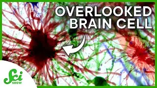 Why We&rsquo;ve Been Ignoring These Brain Cells | Great Minds: Ben Barres