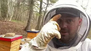 A beekeeper&rsquo;s trick!  Why you should wear a baseball hat under your veil. 🐝