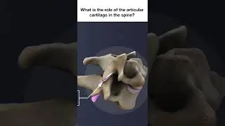 What is the Role of the Articular Cartilage in the Spine?