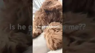 He&rsquo;s a diva #diva #puppy #funny #cute #satire #silly #trending #viral #shorts #fyp
