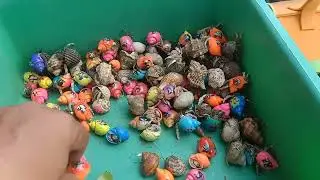 Catching puffer fish and other types of marine animals such as ornamental fish, crabs, Lobster