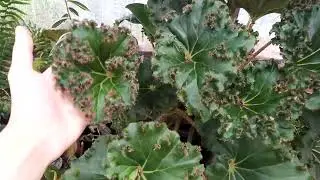 Begonia Popularmente conhecida por Gola de Palhaço ou Begonia Alface.